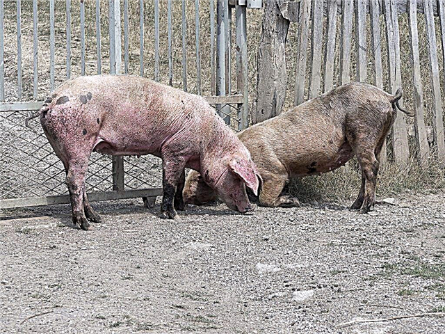 Combien de jours un porc marche-t-il et comment vérifier l'efficacité de l'accouplement