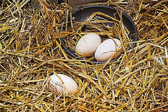 Ovoscoping process of turkey eggs by day
