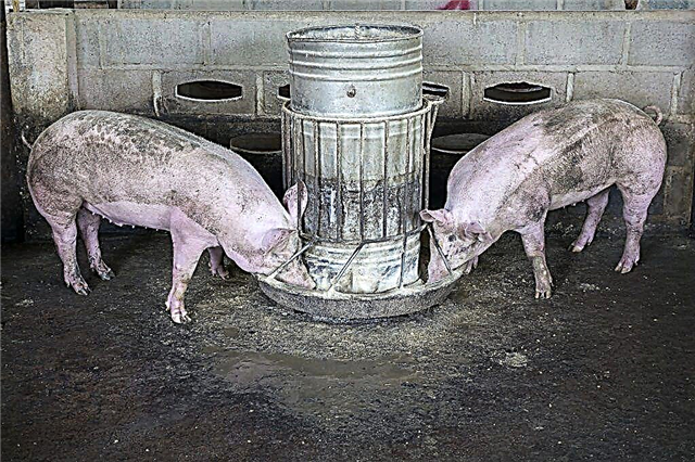 Wie man Schweine für Schmalz richtig füttert