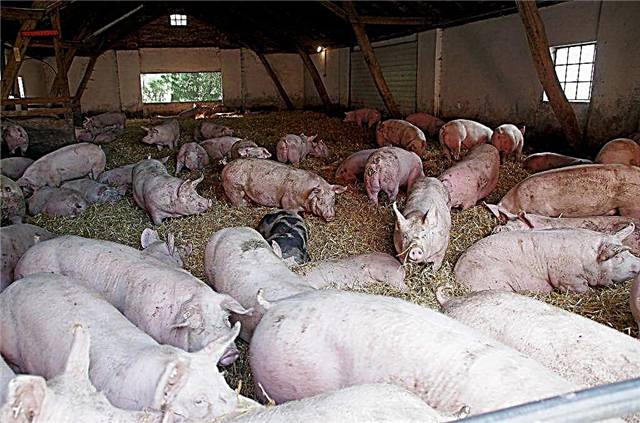 Pig farming as a profitable business