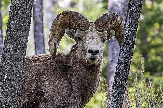 Altajská horská ovca