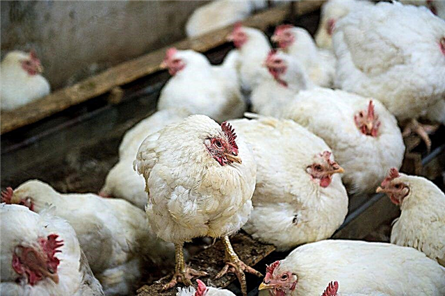 Treatment of infectious bronchitis in chickens