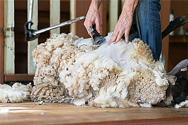 Revisão de máquina de corte de ovinos