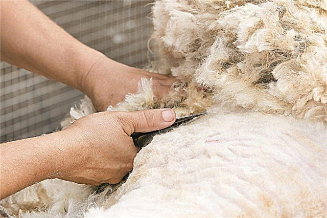 Wann und warum werden Widder und Schafe geschert?