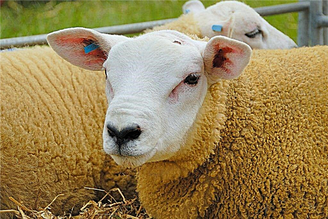 Descripción de la oveja Texel