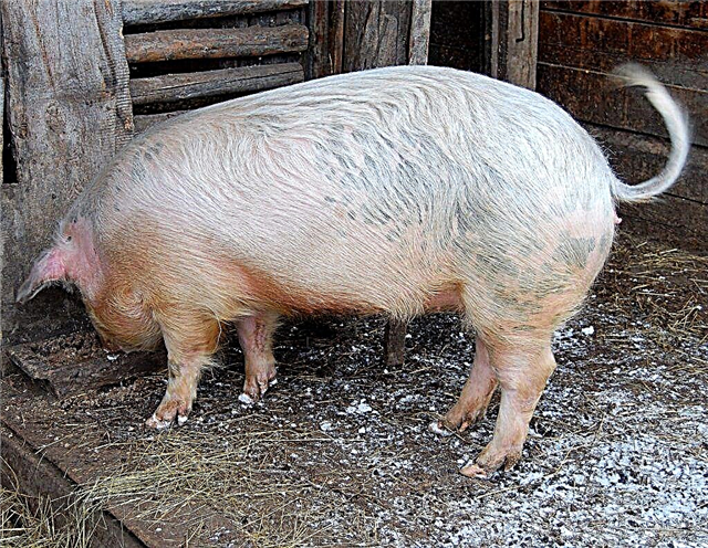 لماذا تحتوي الخنازير على نتوءات