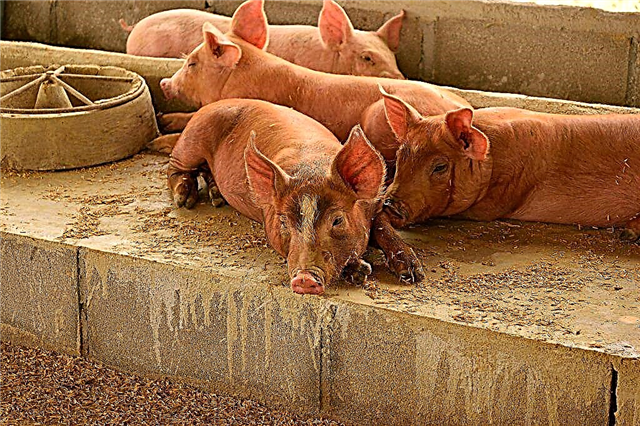 सूअरों के लिए फर्श डिवाइस की विशेषताएं