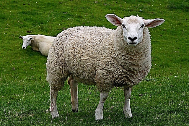 Які хвороби овець існують