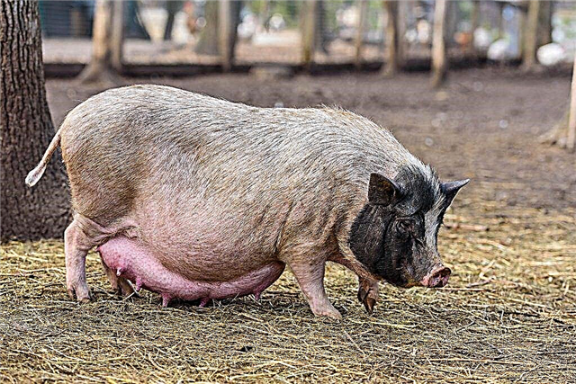 Pig pregnancy
