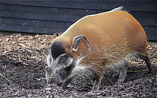 Bürstenohrschwein, Eigenschaften und Beschreibung der Rasse