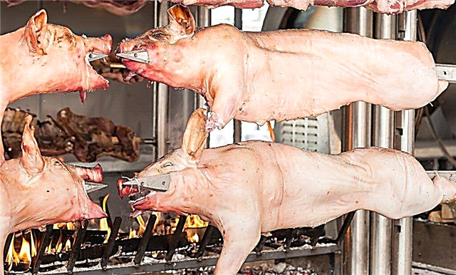 Regeling voor het snijden van een varken of biggenkarkas