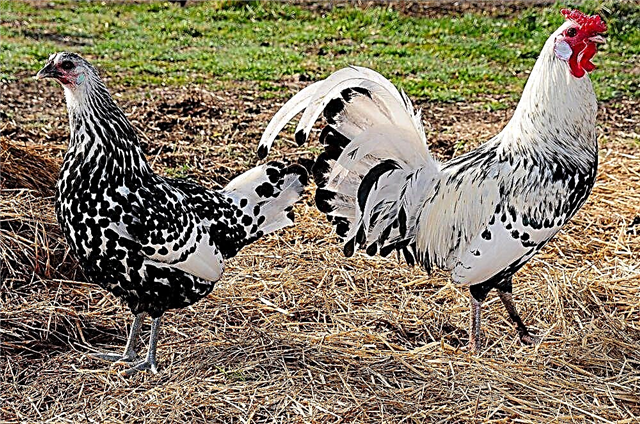 Hamburg kycklingar