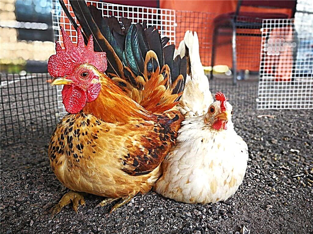 Furazolidona para frangos de corte