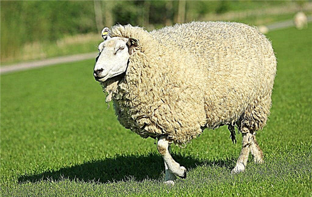 גזע Kuibyshev של תיאור מינים כבשים