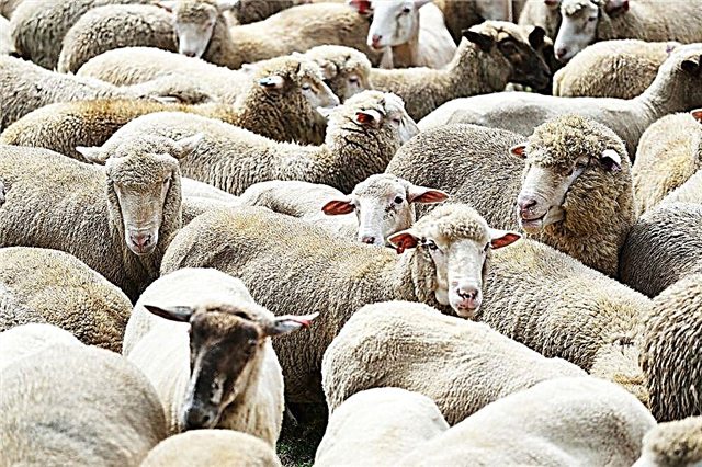 Cách chọn biệt danh cho cừu và cừu