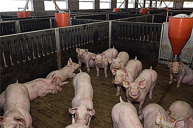 Salle de porc