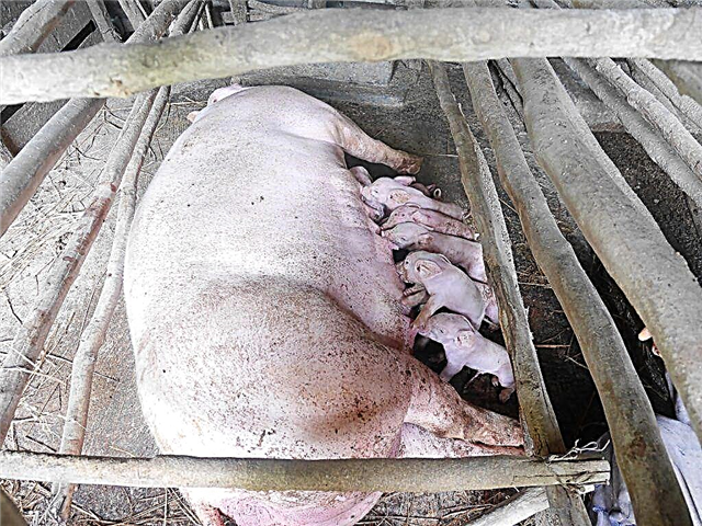Pig birth