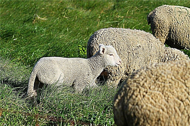 Populiarios mėsinių avių veislės