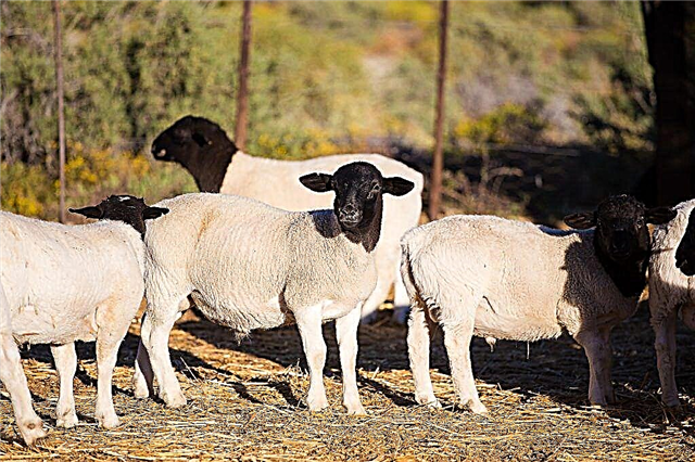 Descrição das ovelhas Dorper
