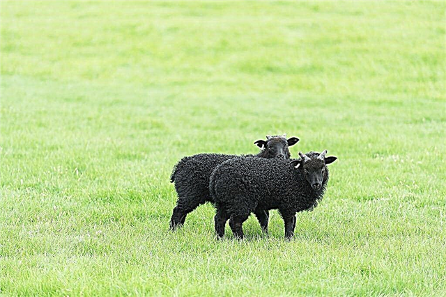 Описание на овце от породата Карачаев