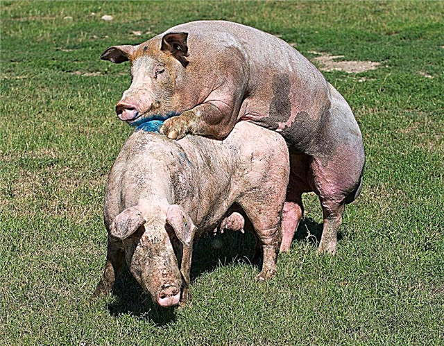 Spezifität des Paarungsverfahrens für Schweine