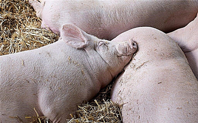 Характеристика свиней породи велика біла