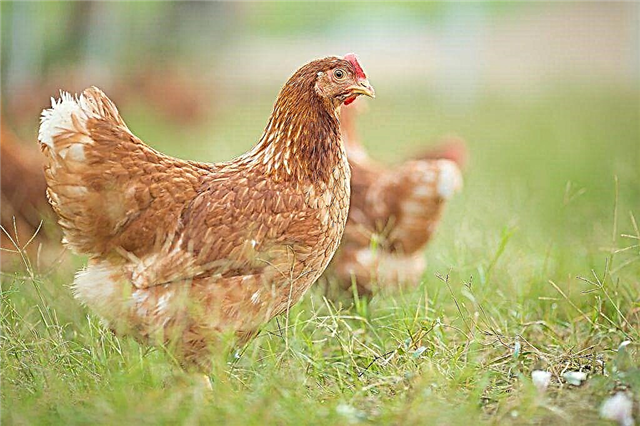 What breeds of laying hens exist