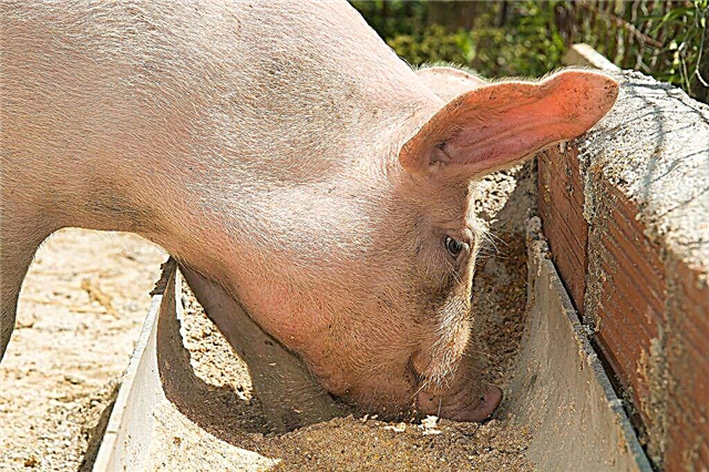 Feeding and proper diet of pigs