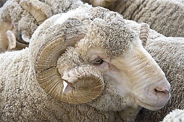 Kaip skerdžia ir mėsą aviną