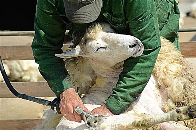 Variétés de cisailles à moutons