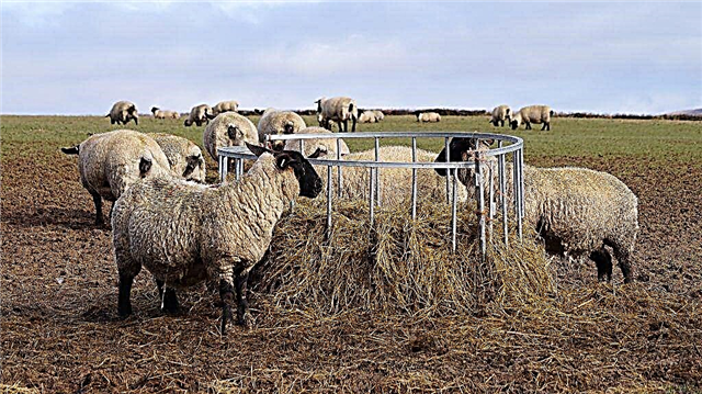 Kaip pasidaryti avių tiektuvą
