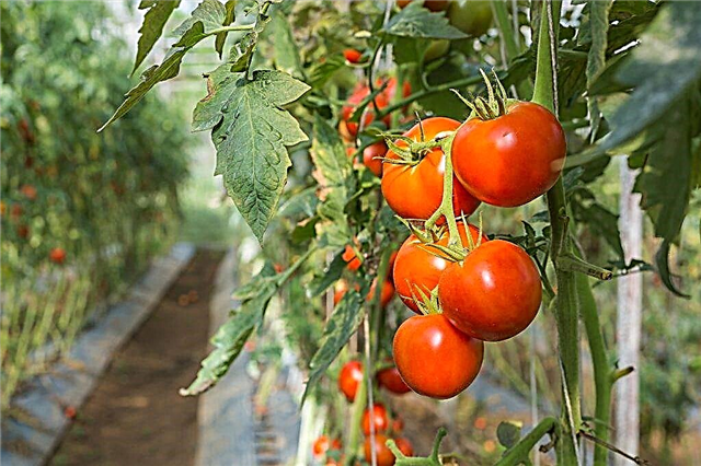 Description of Gina tomatoes