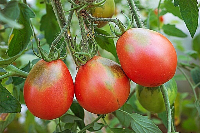 Variedad de tomate Puzata Hata
