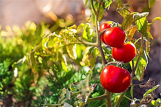 Descripción de los tomates Dubok