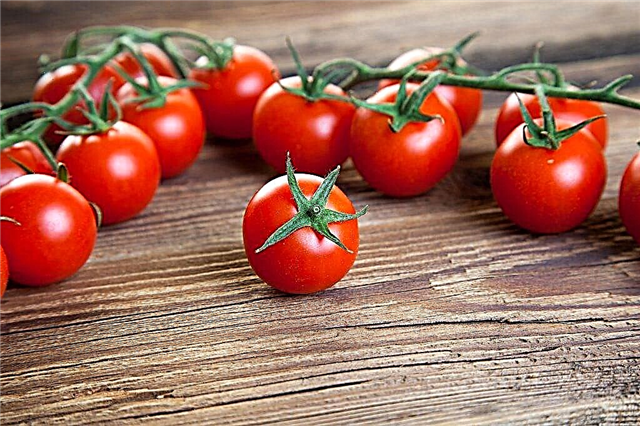 Beskrivelse og karakteristika for Bullseye tomat