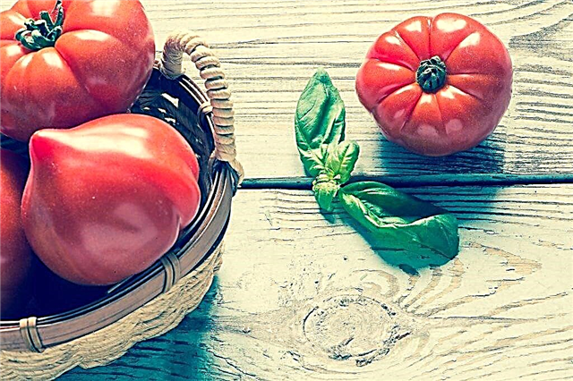 Descrição da variedade de tomate Hali-Gali