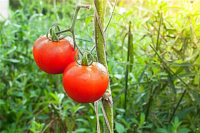 Características del tomate Dubrava.