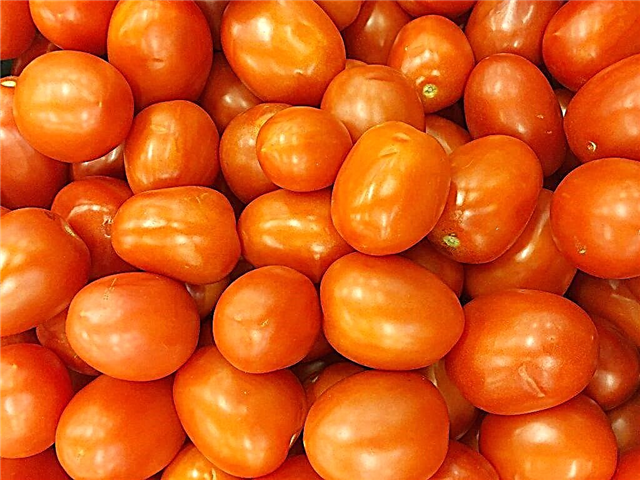 Nybörjare av tomatsort