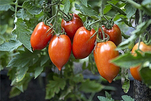 Kuvaus prima donna-tomaateista