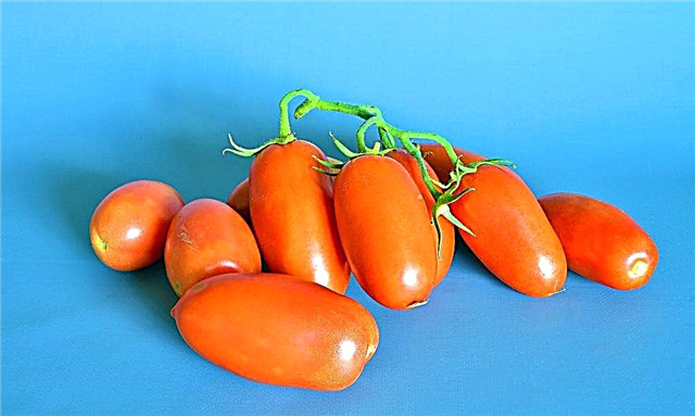 Varieties of tomatoes fingers