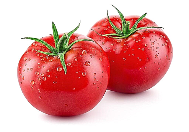 Variétés de tomates Blagovest