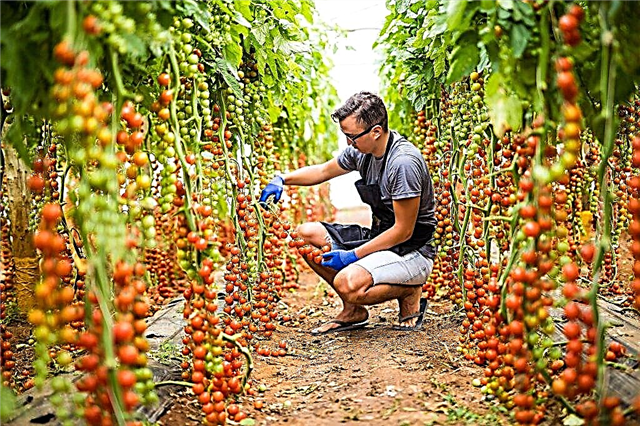 Beskrivning och funktioner för Rapunzel-tomaten