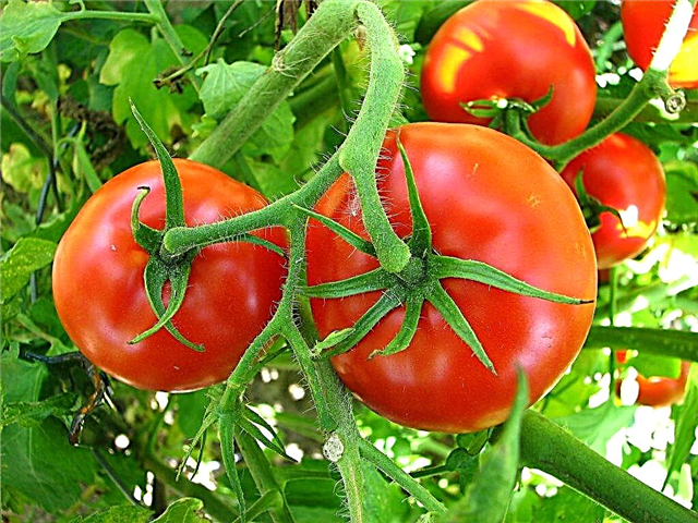 Descrição de tomates Volgograd maturação precoce 323