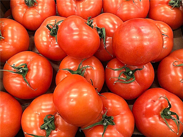Descrição da variedade de tomate Sakhalin