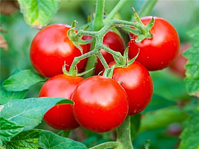 Beskrivelse af tomater Yablonka Rusland