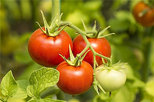 Descripción de los tomates Gina TST
