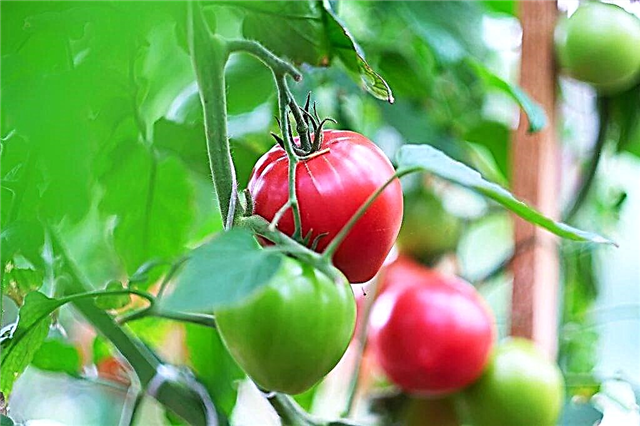 Kardinaalsete tomatite kirjeldus