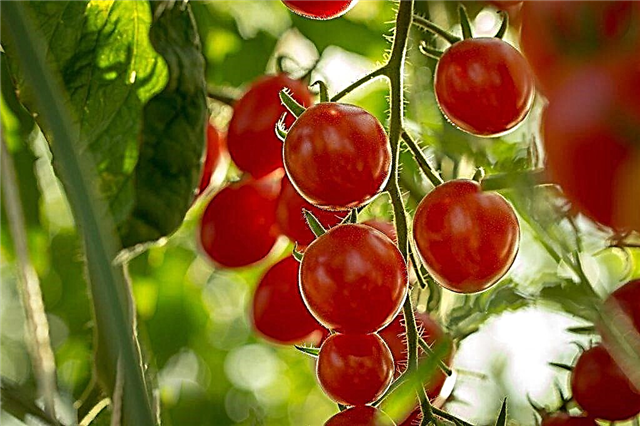Opis paradajkového hľuzovky