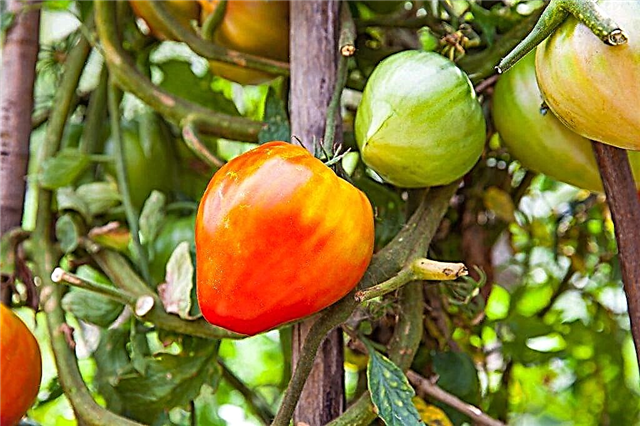 Description et caractéristiques de la variété de tomates Coeur de taureau