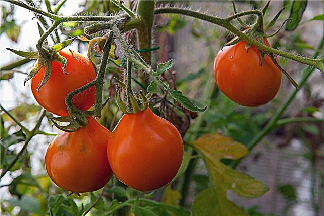 Tomaattien ominaisuudet Japanilainen tryffeli